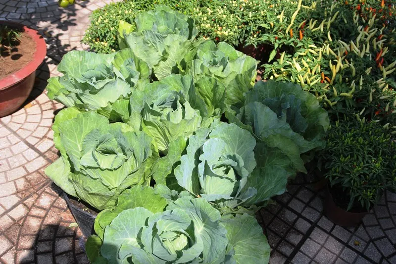 Kiểng nông sản đắt khách ở chợ hoa Tết Sài Gòn ảnh 8